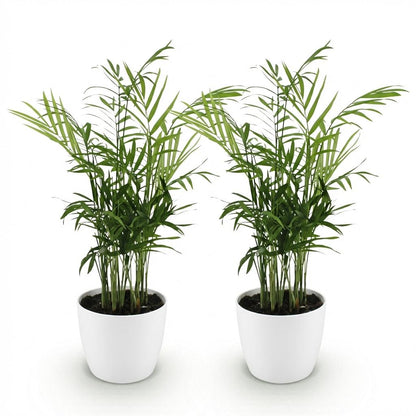 Kamerplant 2x Chamaedorea elegans - Pot Ø 12cm Hoogte ↕ 15cm