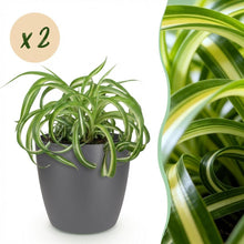 Kamerplant 2x Chlorophytum comosum Bonnie - Krullende Graslelie - Pot Ø 12cm Hoogte ↕ 20cm