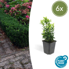 Buitenplant 6x Euonymus jap. Green Spire - Pot Ø 9cm Hoogte ↕ 10-25cm