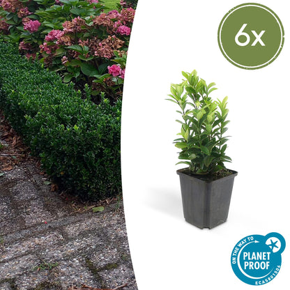 Buitenplant 6x Euonymus jap. Green Spire - Pot Ø 9cm Hoogte ↕ 10-25cm