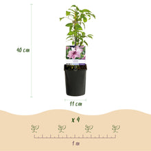Buitenplant 2x Clematis Pink Fantasy - Bloeiend - Pot Ø 11cm Hoogte ↕ 40cm