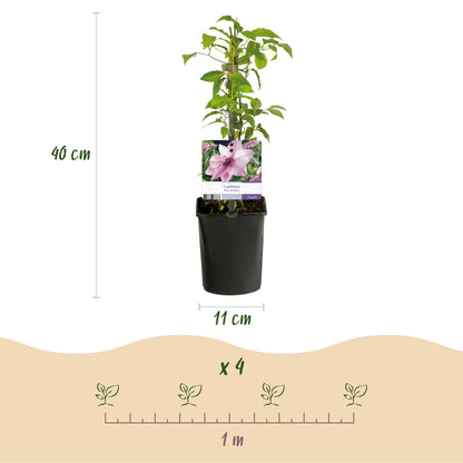 Buitenplant 2x Clematis Pink Fantasy - Bloeiend - Pot Ø 11cm Hoogte ↕ 40cm