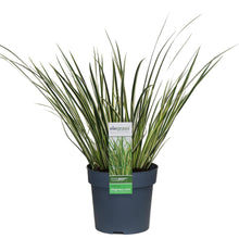Buitenplant - Acorus gramineus 'Argenteostriatus' - Pot Ø 14cm Hoogte ↕ 30cm