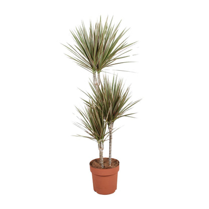 XL kamerplant - Dracaena Bicolor - Pot Ø 21cm Hoogte ↕ 120cm