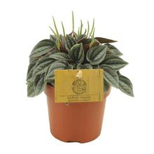 Kamerplant - Peperomia Napoli Nights - Pot Ø 10,5cm Hoogte ↕ 15cm