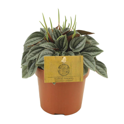 Kamerplant - Peperomia Napoli Nights - Pot Ø 10,5cm Hoogte ↕ 15cm