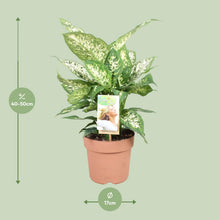 Kamerplant - Dieffenbachia Compacta - Pot Ø 17cm Hoogte ↕ 45cm