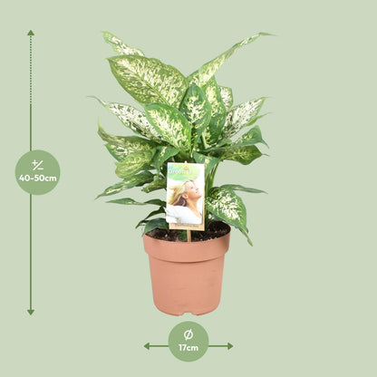 Kamerplant - Dieffenbachia Compacta - Pot Ø 17cm Hoogte ↕ 45cm