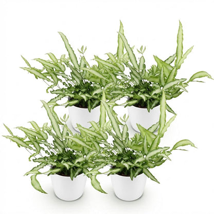 Kamerplant 4x Pteris cretica Albolineata - Lintvaren - Pot Ø 12cm Hoogte ↕ 20cm