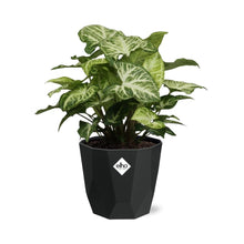 Kamerplant - Syngonium Arrow - Pot Ø 14cm