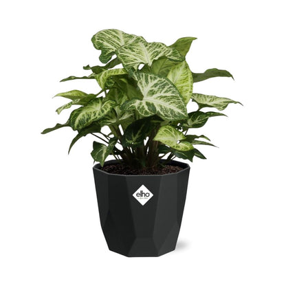 Kamerplant - Syngonium Arrow - Pot Ø 14cm