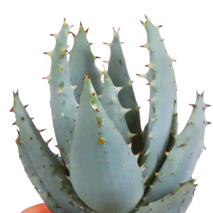 Kamerplant 15x Cactus en vetplanten mix - in Mexicaanse pot - Pot Ø 5,5cm