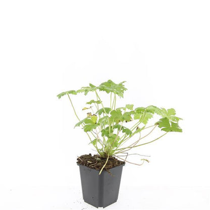Buitenplant 48x Geranium 'Tiny Monster' - Bloeiend - Pot Ø 9cm