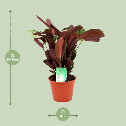 Kamerplant - Ctenanthe Amagris - Pot Ø 14cm Hoogte ↕ 25cm
