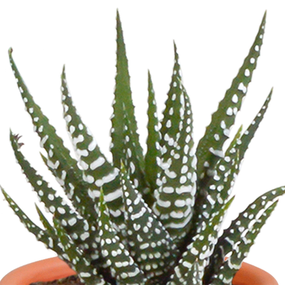 Kamerplant 15x Cactus en Vetplanten Mix - Zonder pot - Ø 5.5cm