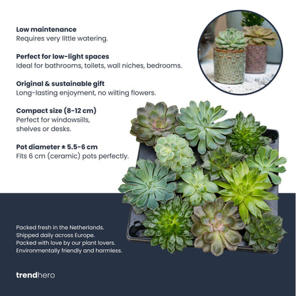Kamerplant - Succulenten Set van 6 in Keramische Mini Potjes Barcelona - Hoogte ↕ 8-12cm