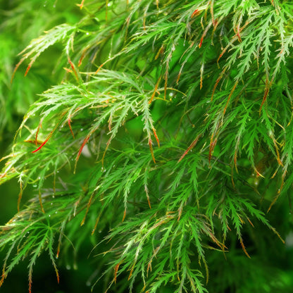Buitenplant 3x Acer palmatum Emerald Lace - Bladverliezend - Pot Ø 12cm Hoogte ↕ 35cm