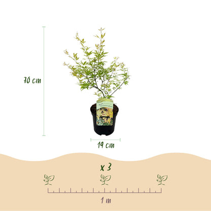 Buitenplant Acer palmatum 'Metamorphosa' - Japanse Esdoorn Groen - Bladverliezend - Pot Ø 19cm Hoogte ↕ 70cm