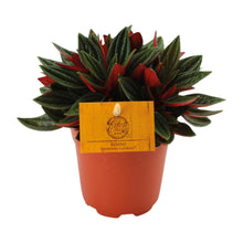 Kamerplant - Peperomia Caperata Rosso - Pot Ø 11cm Hoogte ↕ 15cm
