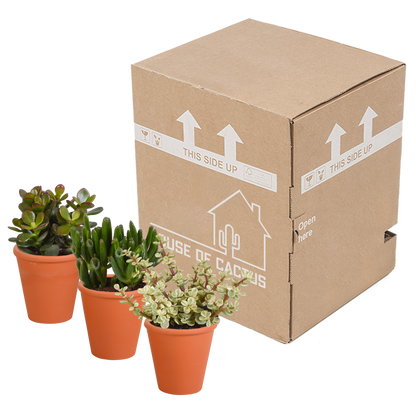 Kamerplant 3x Crassula mix - In terracotta pot - Pot Ø 8.5cm