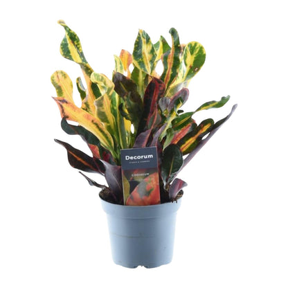 Kamerplant - Codiaeum variegatum 'Mammi' - Pot Ø 12cm Hoogte ↕ 30cm