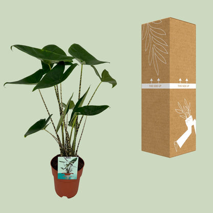 Kamerplant - Alocasia Zebrina - Pot Ø 19cm Hoogte ↕ 75cm