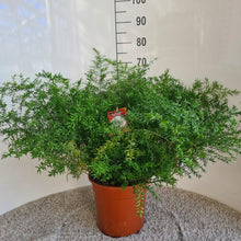 Kamerplant - Asparagus densiflorus 'Cwebe' - Pot Ø 27cm Hoogte ↕ 65cm