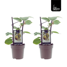 Buitenplant 2x Actinidia 'Jenny' - Kiwiplant - Winterhard - Pot Ø 15cm Hoogte ↕ 40cm
