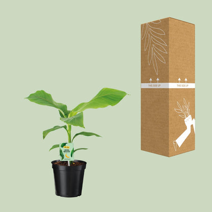 Buitenplant - Musa Basjoo - Winterhard - Pot Ø 17cm Hoogte ↕ 45cm