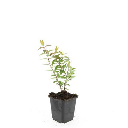Buitenplant 48x Hypericum 'Hidcote' - Bloeiend - Pot Ø 9cm Hoogte ↕ 10-25cm