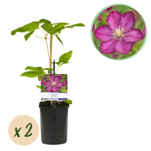Buitenplant 2x Clematis Ville de Lyon - Bloeiend - Pot Ø 11cm Hoogte ↕ 40cm