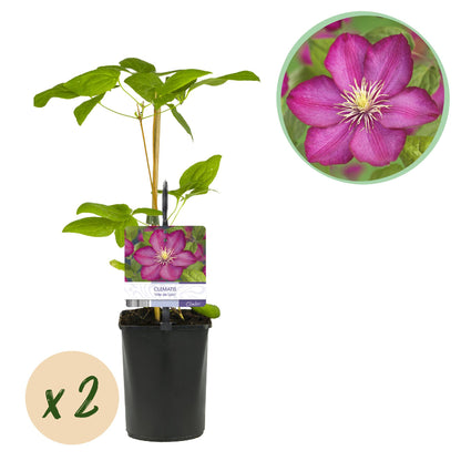 Buitenplant 2x Clematis Ville de Lyon - Bloeiend - Pot Ø 11cm Hoogte ↕ 40cm