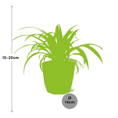 Kamerplant - Chlorophytum Comosum Variegatum - Luchtzuiverend - Pot Ø 14cm