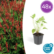 Buitenplant 48x Persicaria amplexicaulis - Bloeiend - Pot Ø 9cm Hoogte ↕ 10-25cm