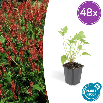 Buitenplant 48x Persicaria amplexicaulis - Bloeiend - Pot Ø 9cm Hoogte ↕ 10-25cm