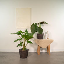 Kamerplant Duo - Alocasia Wentii + Alocasia Portodora