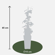 Buitenplant 3x Humulus lupulus 'Nordbrau' - Snelgroeiende klimplant, hopplant - Pot Ø 15cm Hoogte ↕ 65cm