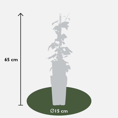 Buitenplant 3x Humulus lupulus 'Nordbrau' - Snelgroeiende klimplant, hopplant - Pot Ø 15cm Hoogte ↕ 65cm