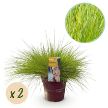Buitenplant 2x Festuca glauca 'Golden Toupee' - Bladhoudend - Pot Ø 17cm Hoogte ↕ 50cm