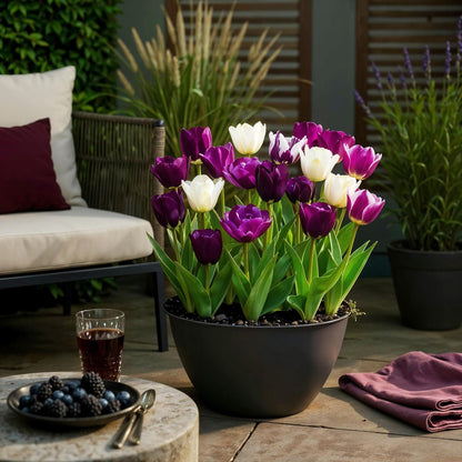 Bloembollen - Tulp Blueberry mix - Diverse kleuren - 12 stuks - Bolmaat 11/12