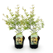 Buitenplant 2x Acer palmatum 'Methamorphosa' - Japanse Esdoorn - Pot Ø 19cm Hoogte ↕ 70cm
