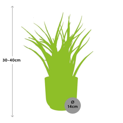 Kamerplant - Sansevieria Fernwood Punk - Pot Ø 14cm