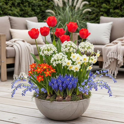 Bloembollen - Bulbs From Holland - Diverse Kleuren - 125 stuks - Geschenkverpakking