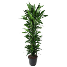 Kamerplant - Dracaena Janet Lind vertakt - Pot Ø 34cm Hoogte ↕ 170cm