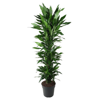 Kamerplant - Dracaena Janet Lind vertakt - Pot Ø 34cm Hoogte ↕ 170cm