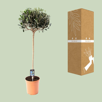 Buitenplant Olijfboom Olea - Mediterraan, Decoratief - Pot Ø 19cm Hoogte ↕ 80cm