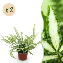 Green boutiQ - Kamerplant - Pteris cretica Albolineata - Lintvaren - Huisdiervriendelijk - Bont - 2 Planten - Pot 12cm - Hoogte 28-30cm