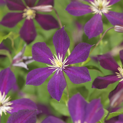 Buitenplant 2x Clematis Mikelite - Klimplant - Bloeiend - Pot Ø 11cm Hoogte ↕ 40cm