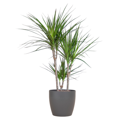 Kamerplant - Dracaena Marginata - Inclusief grijze sierpot - Pot Ø 21cm Hoogte ↕ 95cm