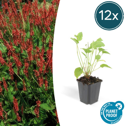 Buitenplant 12x Persicaria amplexicaulis - Bloeiend - Pot Ø 9cm Hoogte ↕ 10-25cm